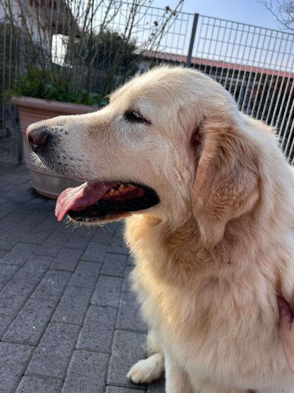 SALOMONE MAREMMANO Foto 2